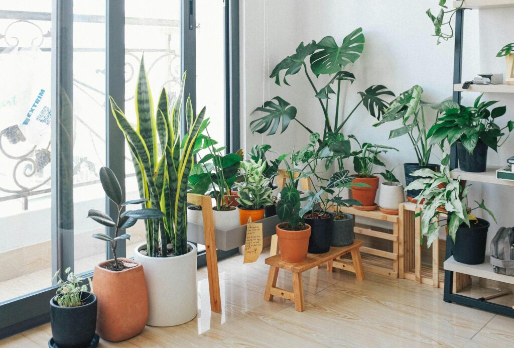 plants for home decor